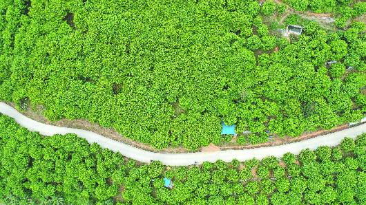 望谟县洛郎村万亩板栗示范基地  唐波摄