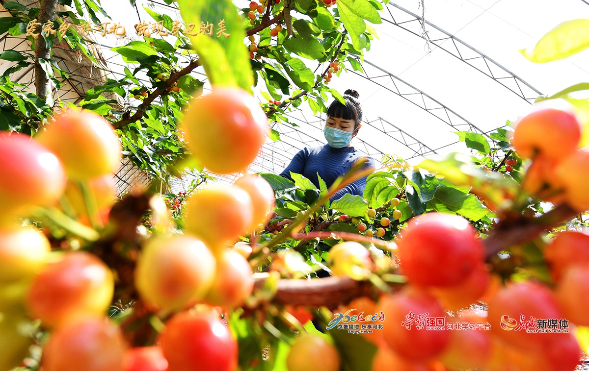 爱家乡游河北乐亭文化昌隆景美果香在海一方