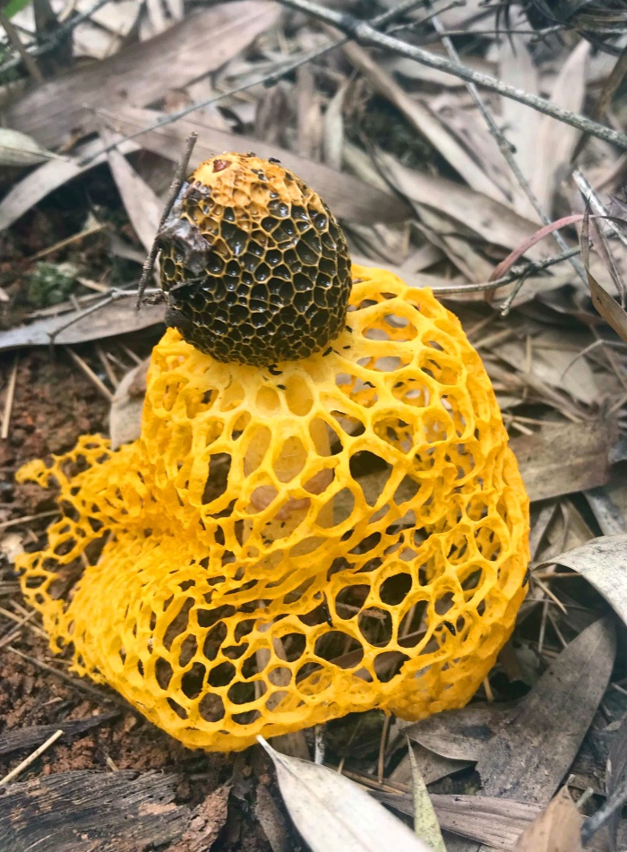 龙游发现野生黄裙竹荪