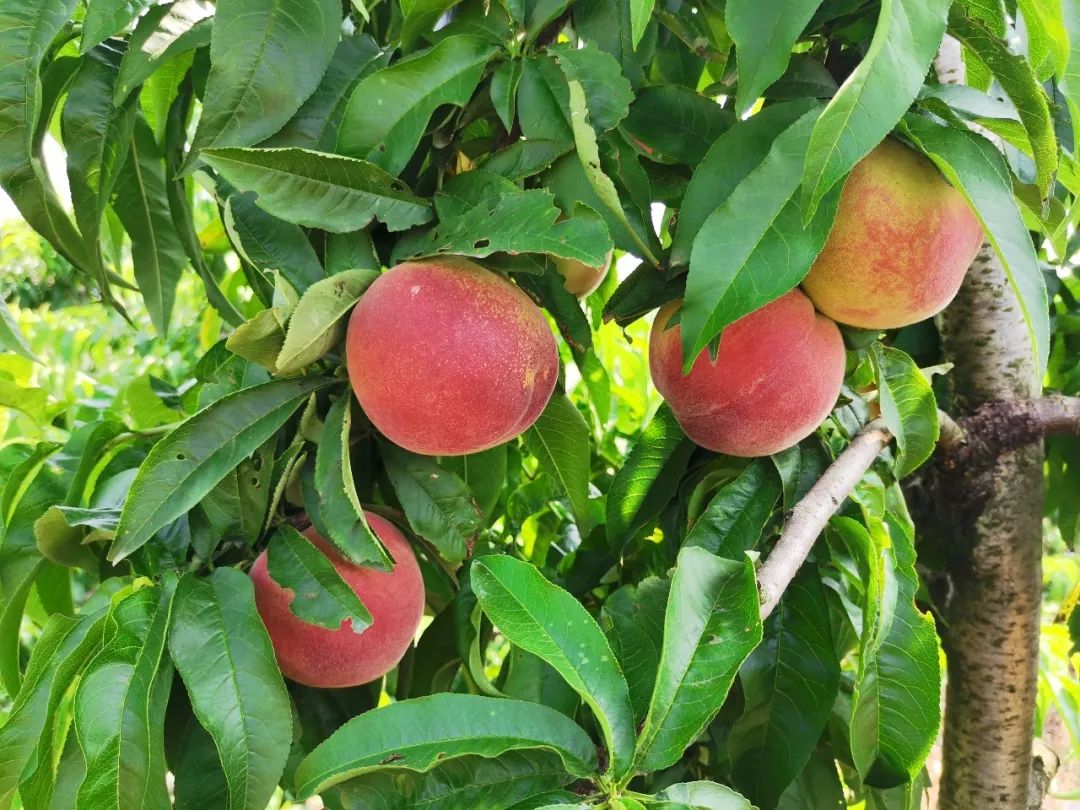 硬着吃清脆软着吃蜜甜澧县香桃新鲜采摘桃香十足