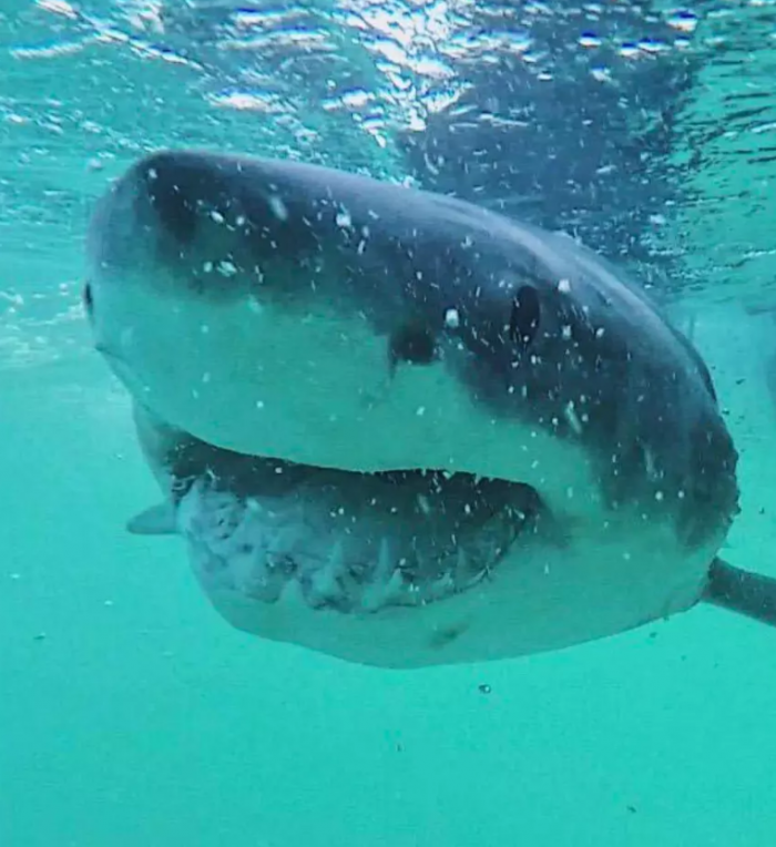 鲨鱼胃部研究揭示出这种动物令人意外的饮食习惯