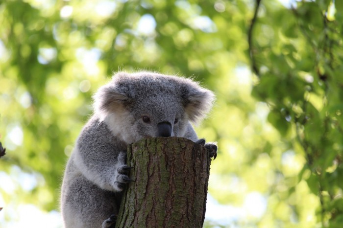 报告新南威尔士州考拉将在2050年灭绝