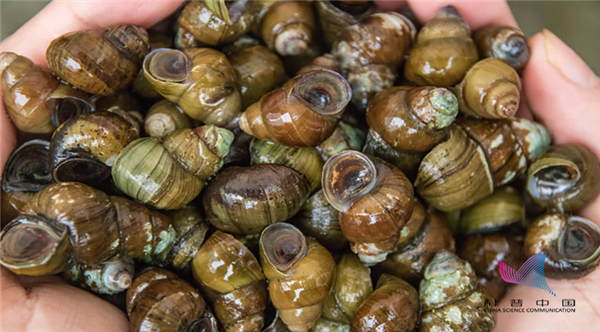 响螺与田螺不同,对烹饪方法,特别是在刀工和火候上十分讲究,所以一般
