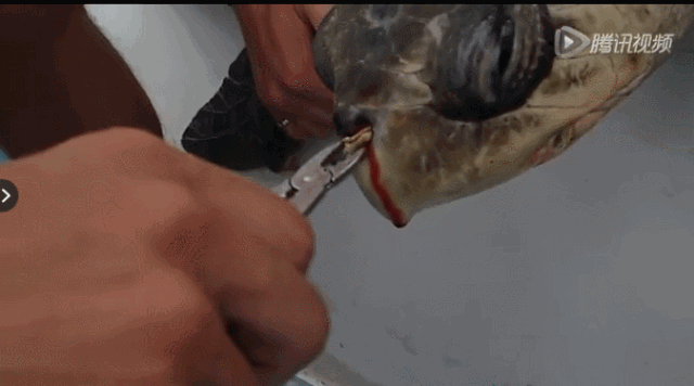 被吸管堵住鼻孔的海龟（图源：腾讯视频截图）