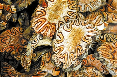 树木传奇桫椤恐龙同时代的蕨王