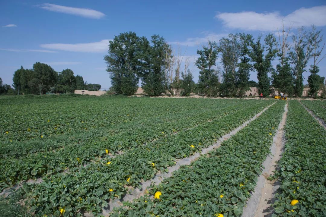 当一个好的吃瓜群众应该吃这样的瓜