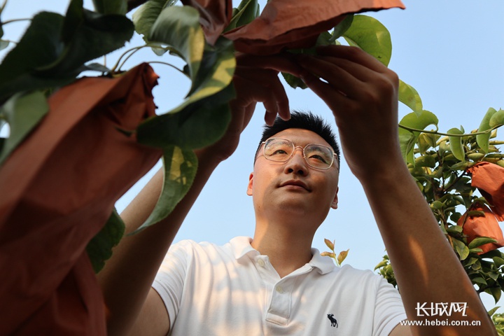 微视频第一书记带着老乡山东取梨经