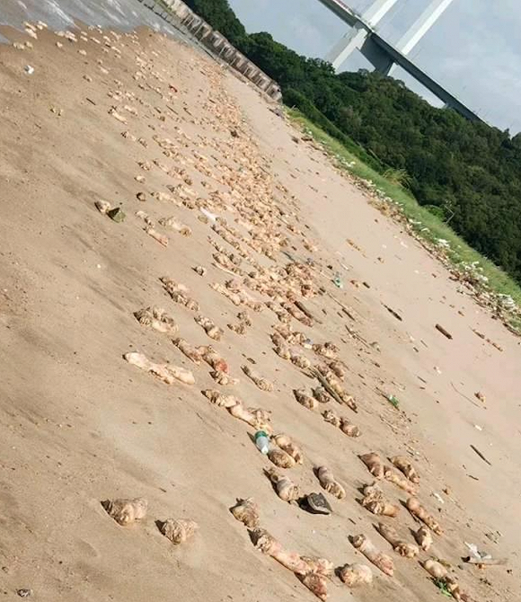 东莞海滩惊现大量猪蹄。图片来源:南方日报