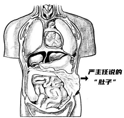 小编以为胸以下,屁股以上的正面那一块都叫肚子,严主任却说腹部的构造
