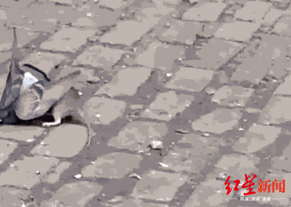 ▲纽约街头“捕猎”鸽子的老鼠。图据Buzzfeed