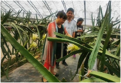 长安 瓜大姐 从女老板变身职业农民 带动乡亲增产增收 手机新浪网