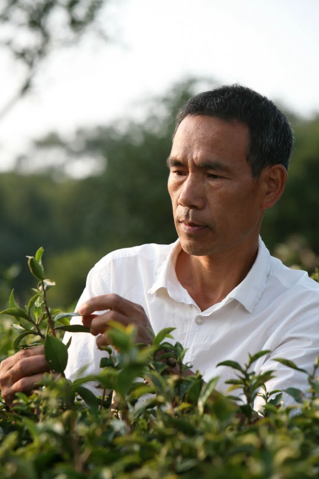 白茶隐士方守龙30年的深山茶园只为一杯好茶