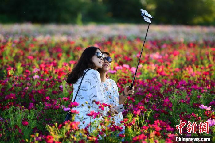 资料图:图为游客在格桑花花海拍照游玩。王斌银 摄