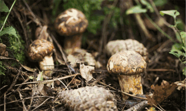 香格里拉野生松茸,限时尝鲜!_新浪财经_新浪网