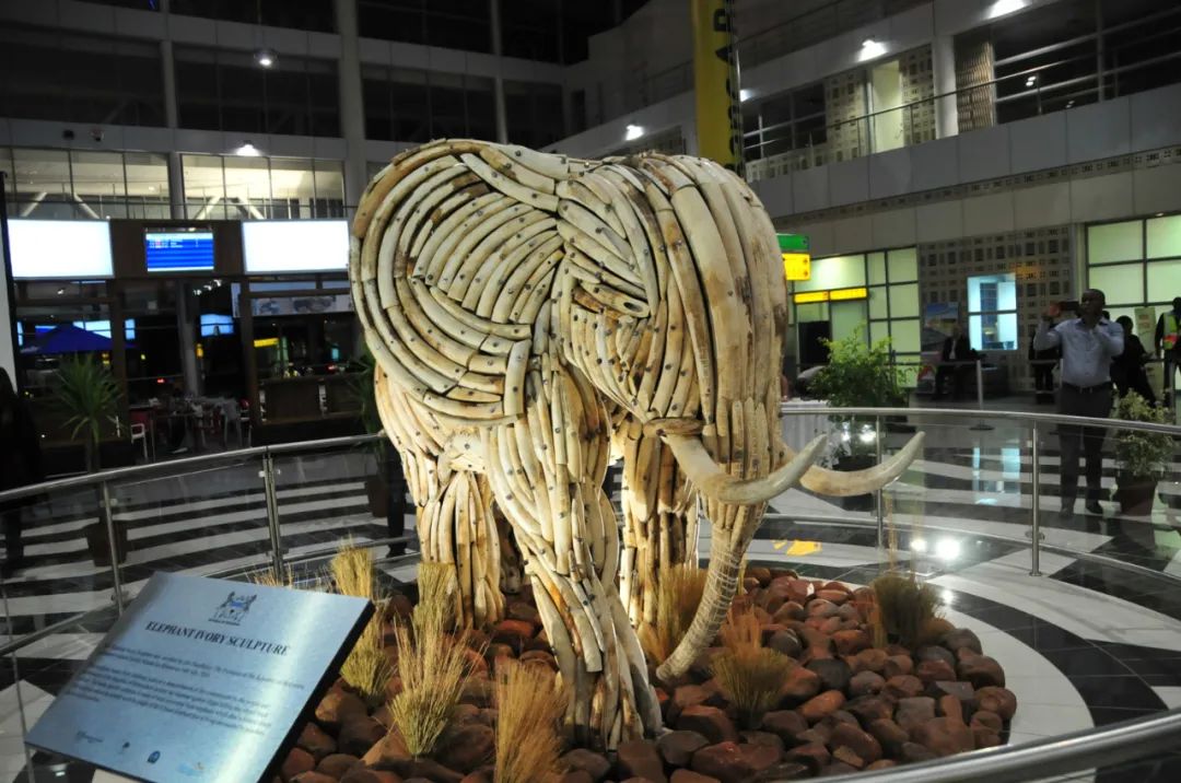 ▲这是2015年7月16日在博茨瓦纳首都哈博罗内的塞雷茨·卡马爵士国际机场拍摄的用象牙制成的大象雕塑。新华社记者 吕天然 摄