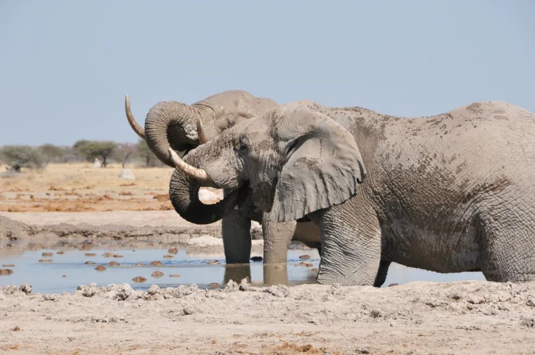 ▲2015年8月10日，在博茨瓦纳恩克塞盐沼国家公园，两头大象在一处水潭中喝水。新华社记者 吕天然 摄