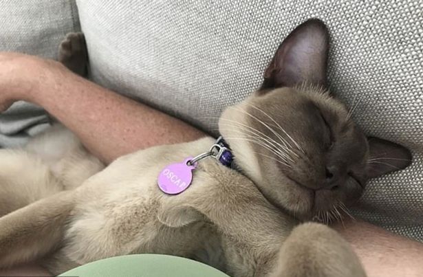 海外网奇迹!澳一宠物猫躲进洗衣机打盹 被清洗12分钟后存活