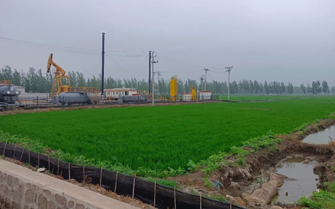郭辉臣种的500亩水稻田采用稻蟹共养方式。受访者供图