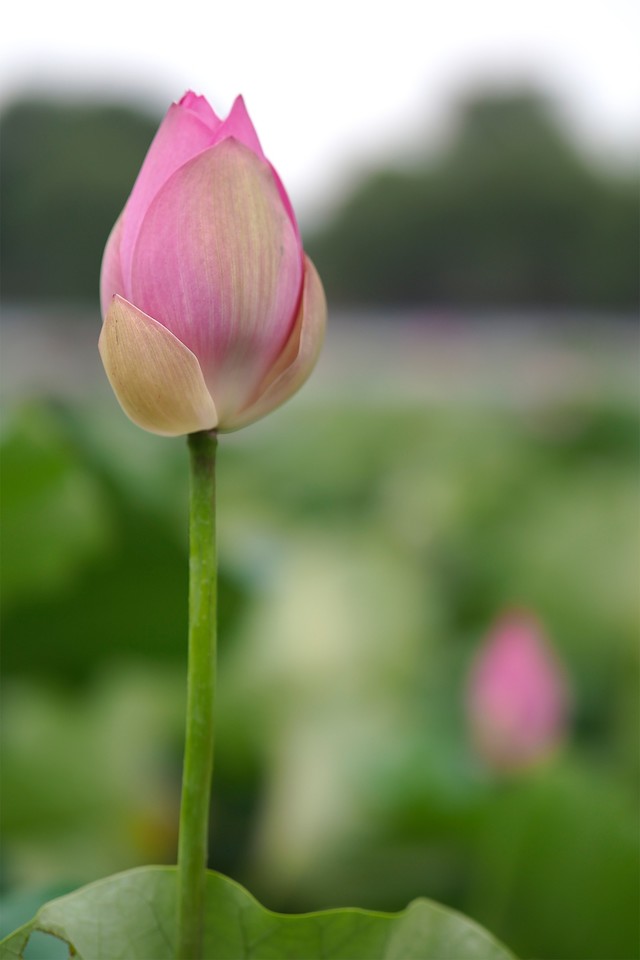 「中关村在线」轻巧微单旗舰 奥林巴斯E-M1 Mark III评测中关村在线2020-08-11 07:16:200阅