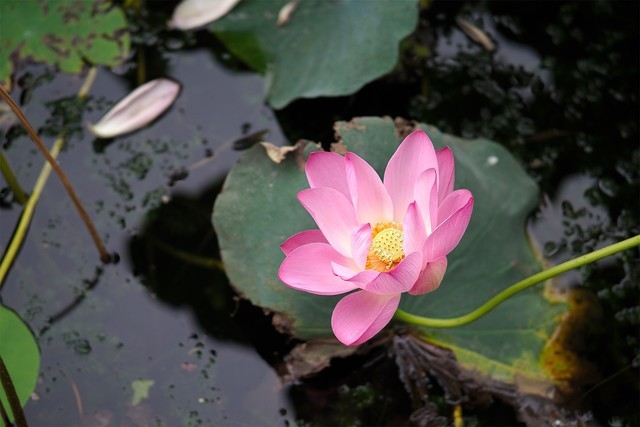 「中关村在线」轻巧微单旗舰 奥林巴斯E-M1 Mark III评测中关村在线2020-08-11 07:16:200阅