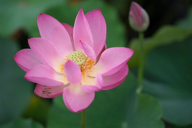 「中关村在线」轻巧微单旗舰 奥林巴斯E-M1 Mark III评测中关村在线2020-08-11 07:16:200阅