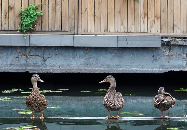 「中关村在线」轻巧微单旗舰 奥林巴斯E-M1 Mark III评测中关村在线2020-08-11 07:16:200阅