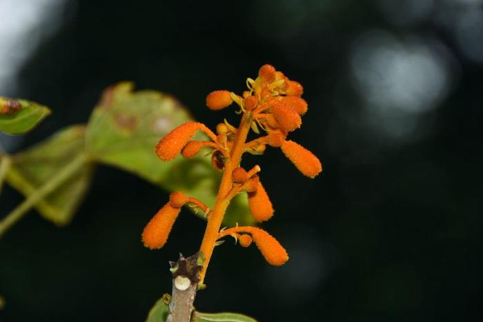 中国科学院昆明植物研究所昆明植物园的广西火桐