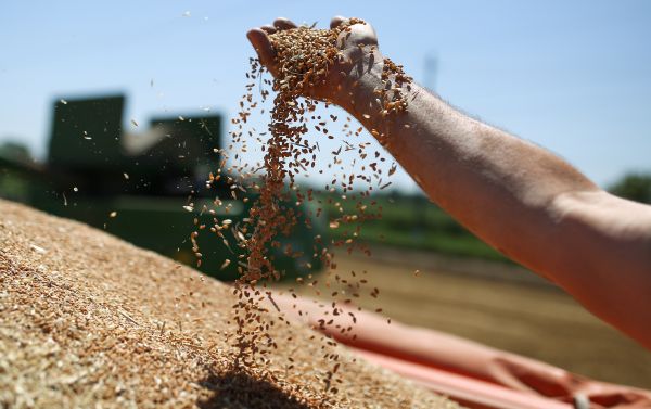 资料图片：这是6月29日在俄罗斯克拉斯诺达尔边疆区的农田里拍摄的小麦粒。 新华社/卫星社