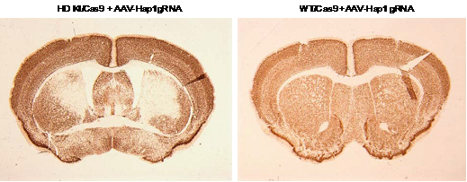 (抑制亨廷顿病小鼠大脑纹状体的hap1表达造成神经细胞死亡(左侧),野生