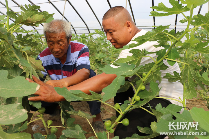 广宗县北塘疃镇南寺郭村农民在大棚里管理无花果.