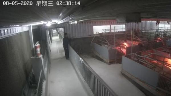 猪肉涨价 广西4男子半夜持械抢走70头种猪 已被刑事拘留