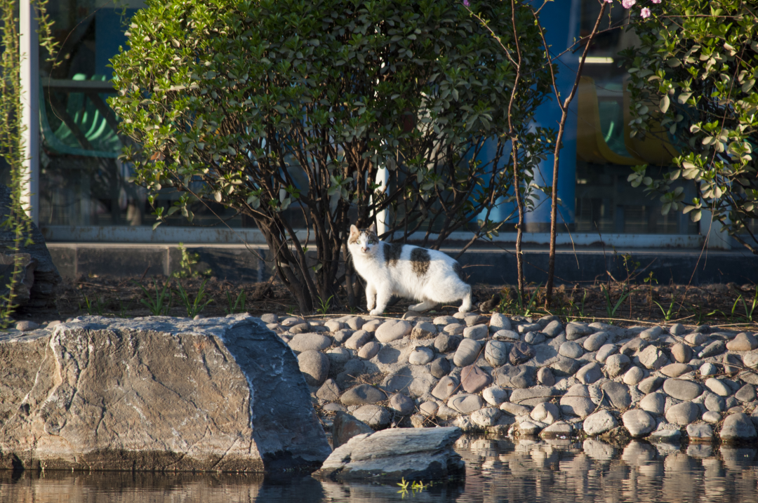 2020年qs加拿大大学排名_2020年QS世界大学就业力排名之加拿大大学(2)