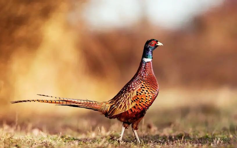 野鸡没有被驯化是输给了产蛋能力