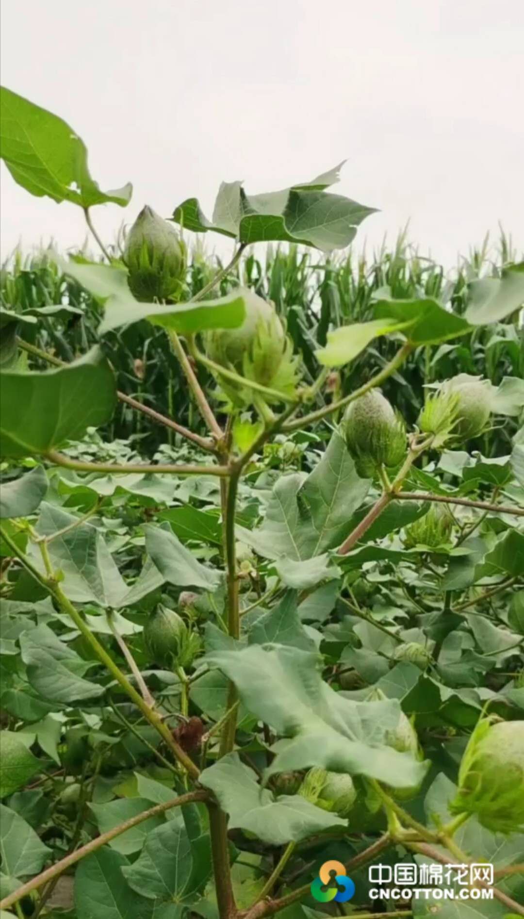 图说棉花河北沧州棉花长势良好棉农植棉意愿不高