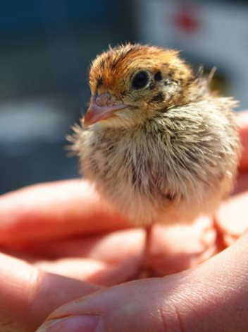 可爱的鹌鹑雏鸟(withnews)