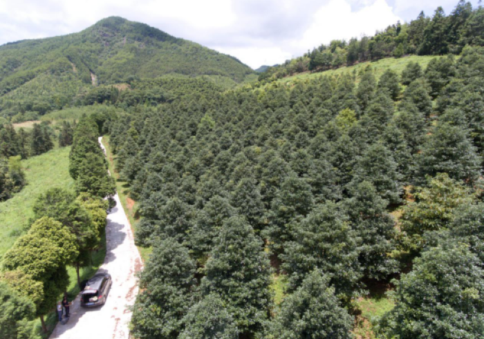 两山15年种揽现代林业苗绘森林浙江