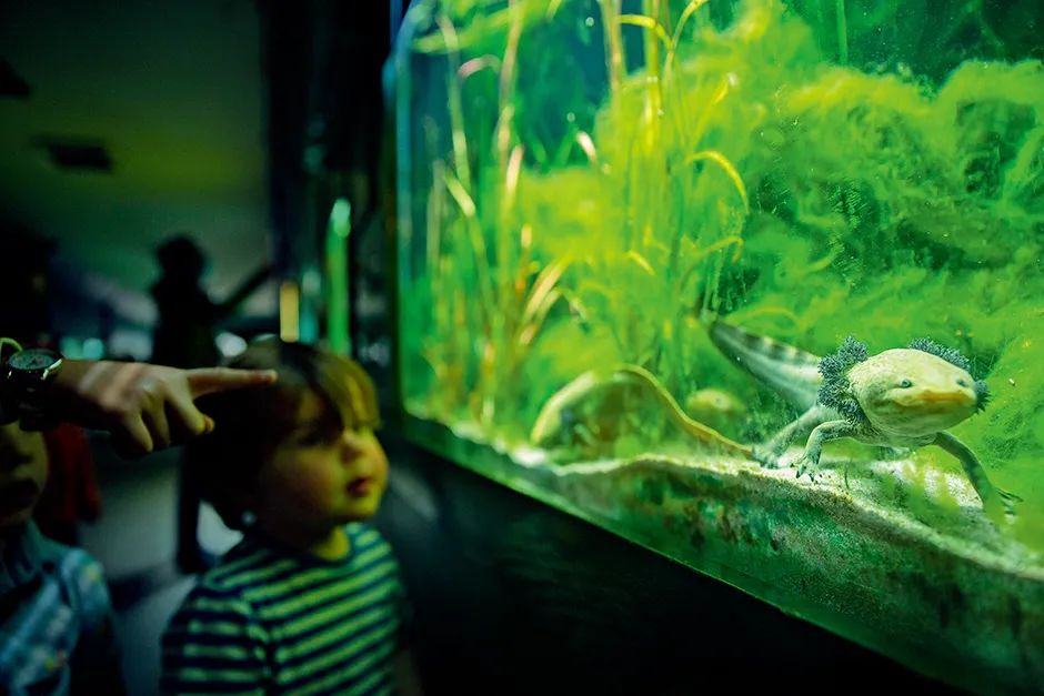 哈利·波特发现自己超能力的那家动物园要倒闭了……