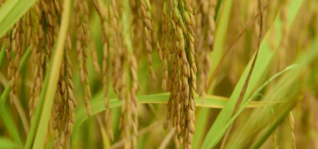 统计局：2020年全国早稻总产量、播种面积均结束此前6年负增长