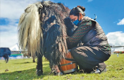 图为牧民在挤牦牛奶.