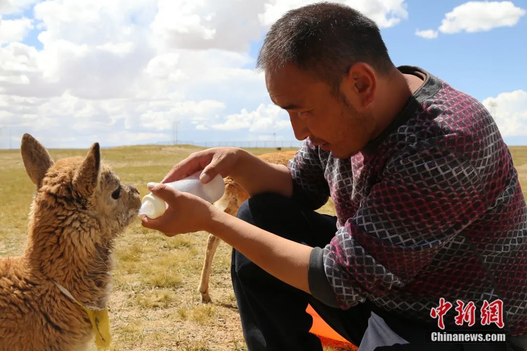 救护站的工作人员喂小藏羚羊 赵凛松 摄一代代的可可西里"保护神"们