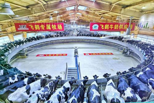高端战略助力飞鹤引领中国乳业乘风破浪(图1) 高端战略助力飞鹤引领中国乳业乘风破浪(图1)