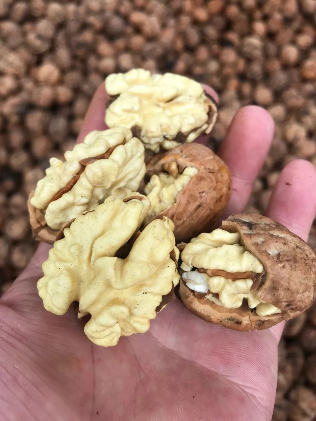 四川大凉山去皮鲜核桃鲜核不干不涩满嘴清香