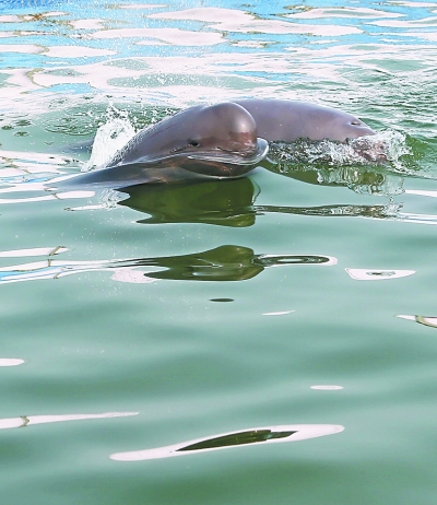 罕见十多头江豚武汉城区江段戏水