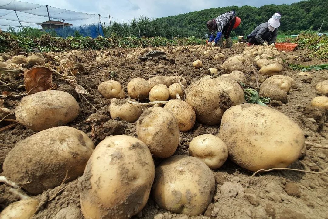 农民积极收获土豆.图/视觉中国(13.940,0.50,3.