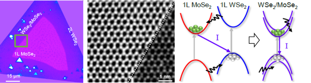本工作所使用的层间强耦合二维异质结WSe2-MoSe2的形貌、结构，及其强耦合特性带来的独特激子行为。（图片来源及版权：Nature Physics及论文作者）