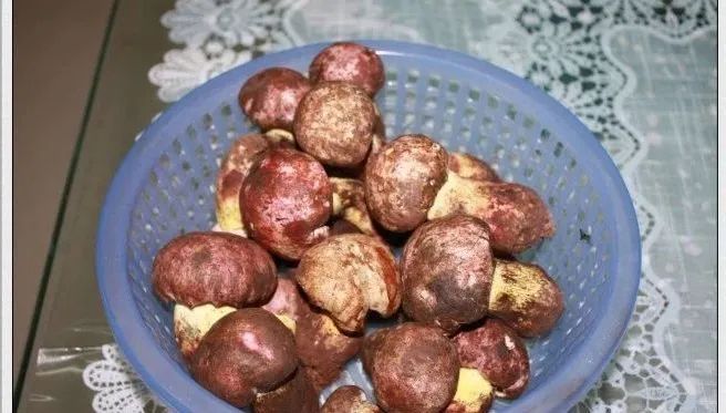 见手青(图片来源于百度百科)