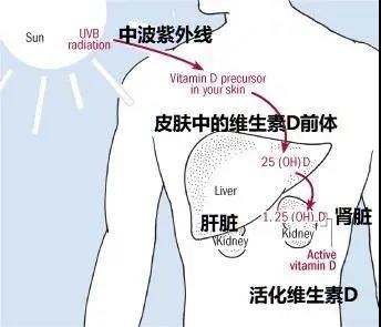 经常晒太阳可以促进维生素d合成 预防癌症 手机新浪网