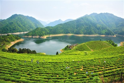 湖南省安化县唐溪茶园&nbsp; 周德淑摄