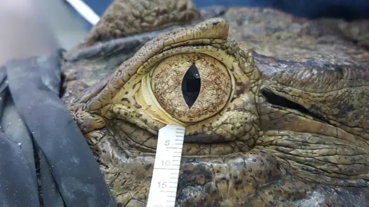鳄鱼毒品鳄鱼的眼泪图片