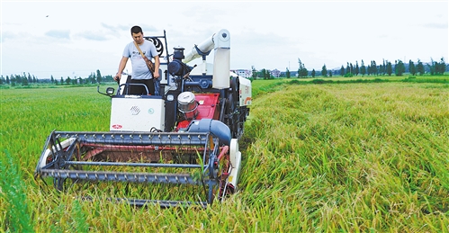 秋粮面积稳中有增、作物长势总体不错 我国粮食生产供给有保障